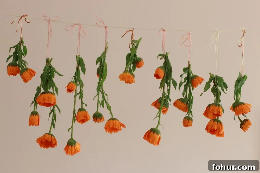 Calendula drying on a line