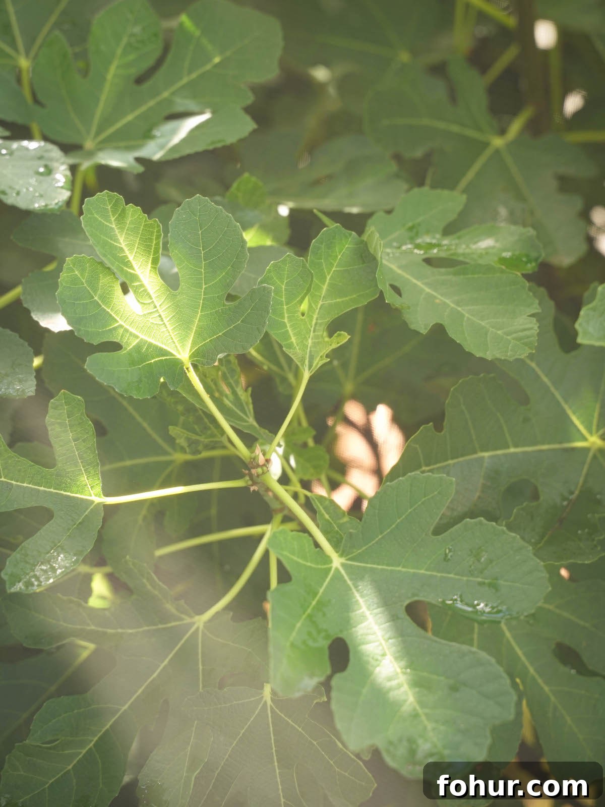 Fig leaves right after a rain