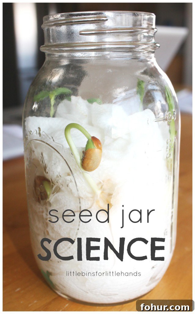 mason jar with damp paper towel and seed sprouting