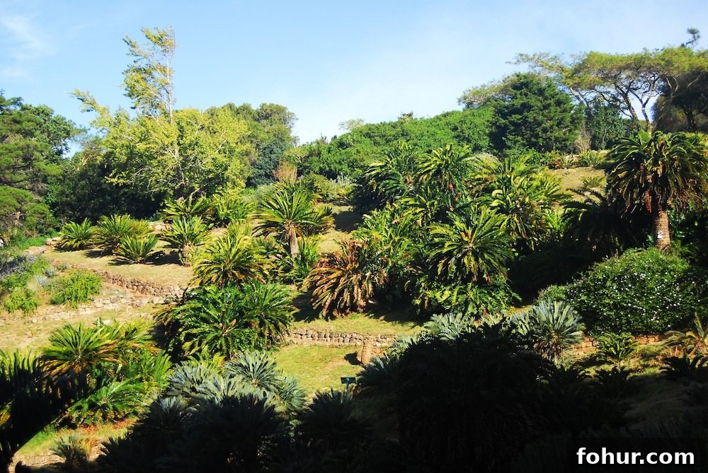 Sunday at Kirstenbosch National Botanical Garden, Cape Town 16 img 62 17