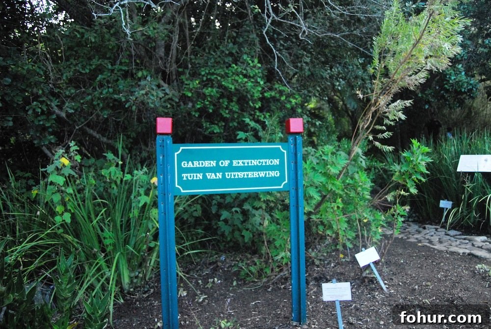 Sunday at Kirstenbosch National Botanical Garden, Cape Town 28 img 62 29