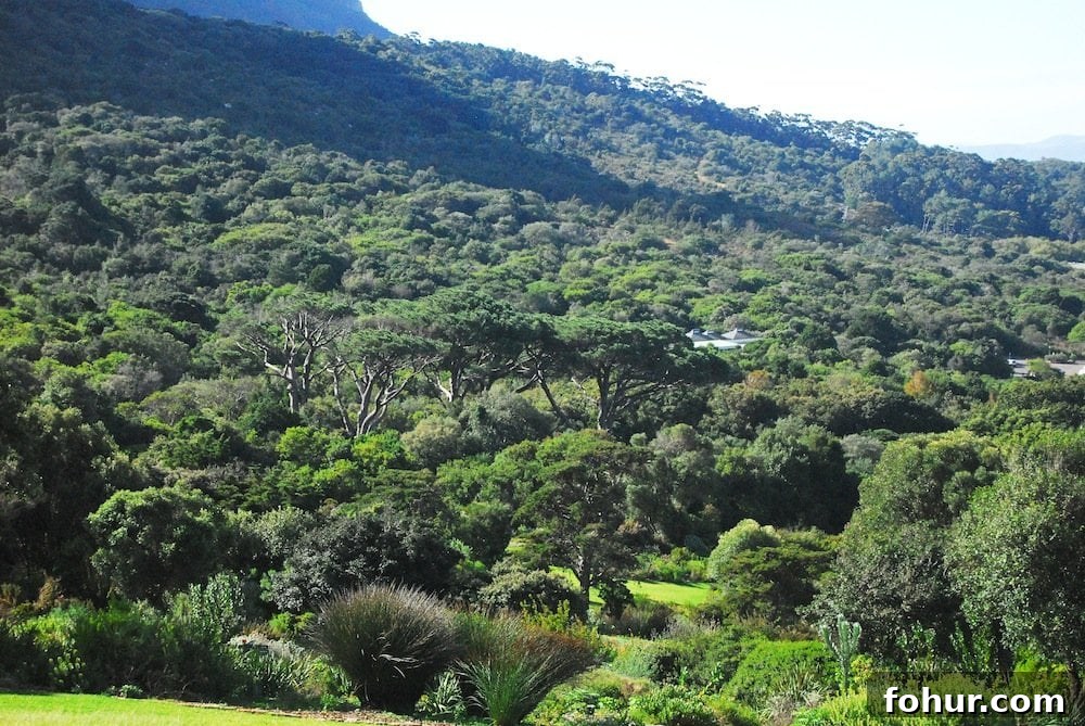 Sunday at Kirstenbosch National Botanical Garden, Cape Town 3 img 62 3