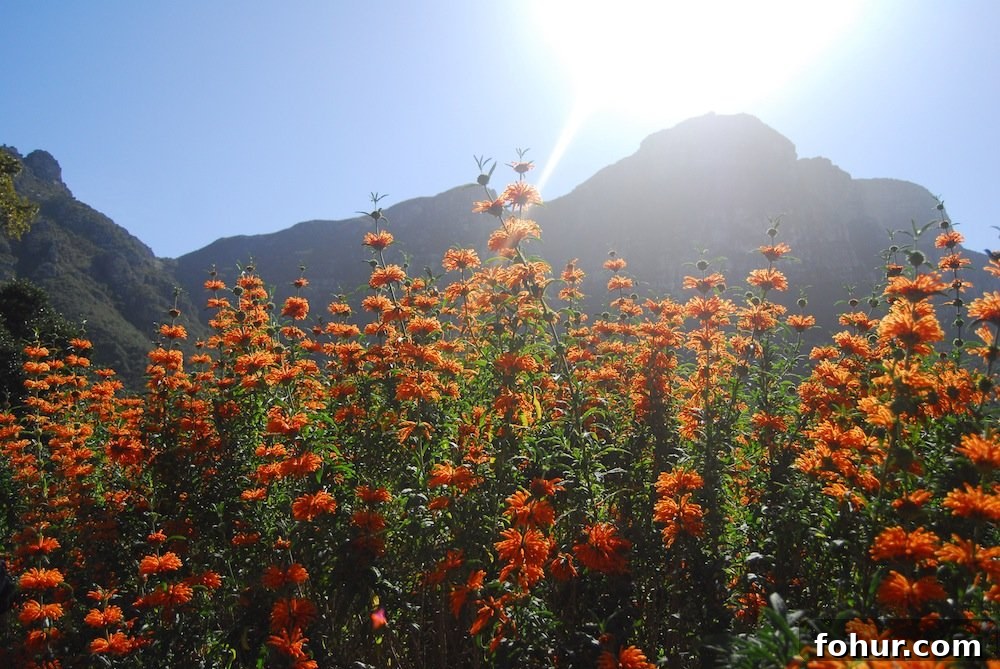 Sunday at Kirstenbosch National Botanical Garden, Cape Town 6 img 62 6