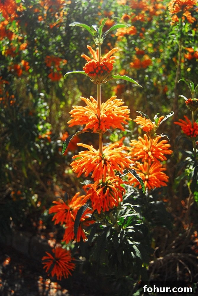 Sunday at Kirstenbosch National Botanical Garden, Cape Town 7 img 62 7