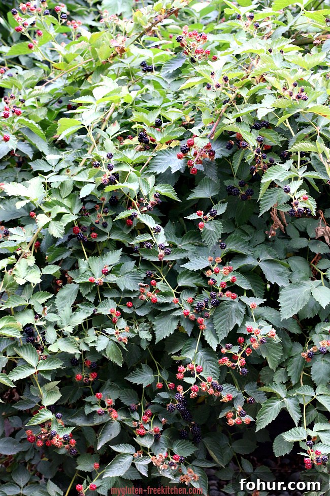 Gluten-Free Berry Trifle Recipe for Summer Gatherings 2 Thornless blackberry bushes in my backyard
